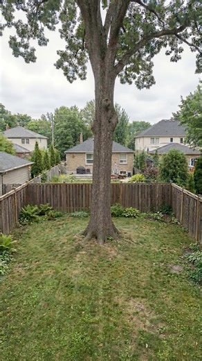 Building a Modern Glass Treehouse Around a Living Tree