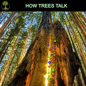 20K views · 118 reactions | Scientist Suzanne Simard explains the...