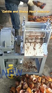 The "Cow and Sheep Hoof Dehulling Machine" is a professional piece of equipment for automatically dehulling and removing the hooves and toenails from cow and sheep hooves (specifically referring to the part with the hard hoof shell). The extrusion/roller type dehulling machine works on the following principle: This is currently the most common type. Its principle simulates the mechanical process of manually peeling the hoof shell with pliers. The pre-treated hoof (usually scalded or steamed to l