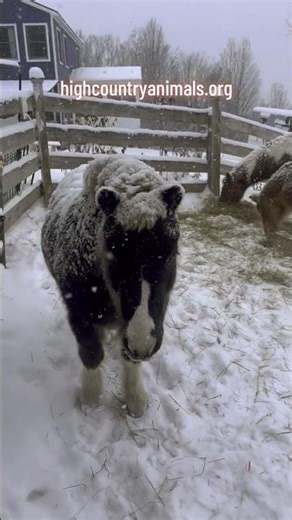 Donate for giving Tuesday #wayfarerfarm