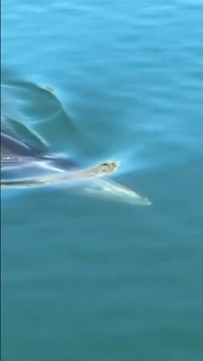 Whale swims in harbor waters in Long Beach