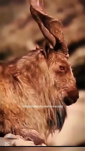 The Markhor: Nature's Goat That Fights Snakes