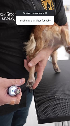 Grooming Small Dogs: Nail Clipping Techniques