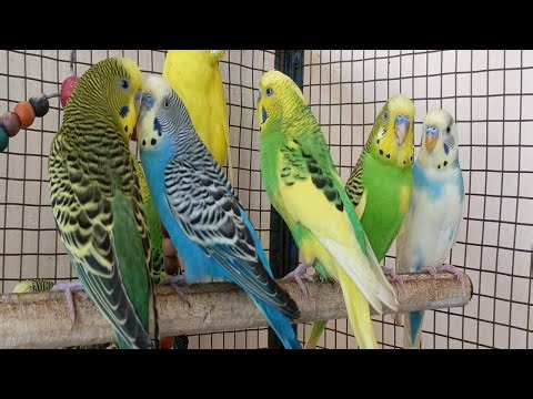 12 Hours of Happy Budgie Sounds: Relaxing Nature Ambience for Stress Relief