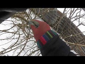 Pruning Blackcurrant/Redcurrant Bushes