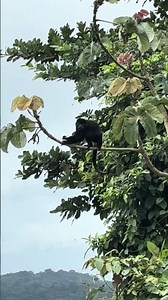 Howler monkey #travel