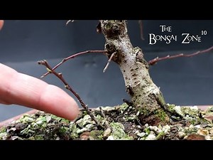 Winter pruning My Cotoneaster, The Bonsai Zone, Jan 2023