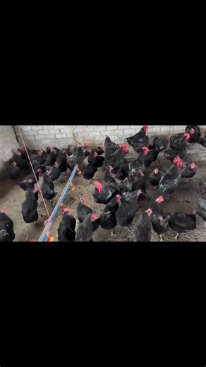10K views · 77 reactions | Get Your Dream Flock Started! ...
