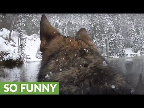 Dog wearing GoPro plays fetch in snowy lake