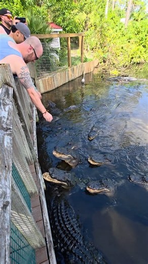 Feeding alligators and they start hissing at us. | Exploring with Josh
