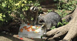 Want to beat the summer heat? Take notes from our furry friends at Tianjin Zoo in north China. The animals are combating extreme heat by enjoying some fresh fruit served on frosty blocks of ice | China Xinhua News