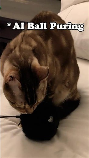 My Cat Loves AI Slop