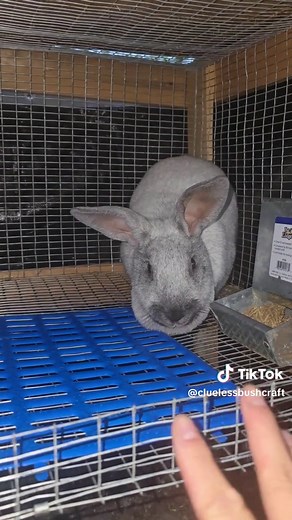 Plans for Zelda: Raising Meat Rabbits on a Homestead