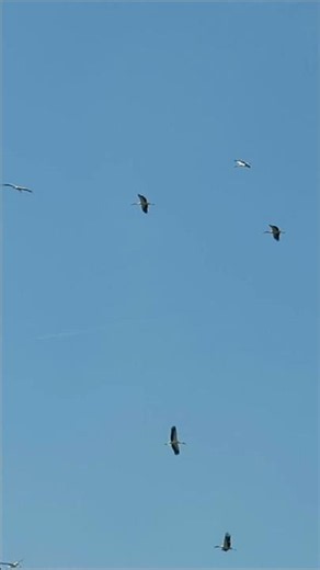 Storks Gathering in the August Sky #storks #whitestork #storkmigration