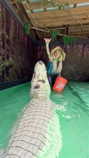 Feroz the Big White Alligator‼️🐊❤️Meet Feroz one of only 8 leucistic alligators on earth. He has big blue eyes and white skin, with some dappling of regular alligator coloring. We are doing a training session in this video. Training alligators is helpful in keeping our staff safe and our veterinarian safe during check ups Gatorland Orlando. #gatorland #alligator #whitealligator | Savannah Boan