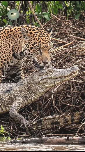 Jaguar vs Caiman: Brutal Amazon River Attack Caught on Camera