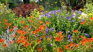 Take a virtual tour through The New York Botanical Garden’s summer sensations with Todd Forrest, Arthur Ross Vice President for Horticulture and Living Collections. Immerse yourself in the splendor of the Rose Garden and a tapestry of textures in the Perennial Garden. Dramatic water lilies and lotuses put on a command performance in the Conservatory Courtyard Pools, while the Native Plant Garden’s broad promenade offers sweeping vistas of meadows, woodlands, and wetlands alive with bees, birds, 