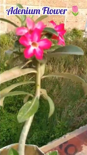 Adenium flower my little garden ❤️🌺#trending#explore#video #shorts#love#viral#views#fyp #adenium#yt