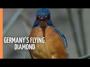 The kingfisher - Germany's flying diamond | Full Documentary