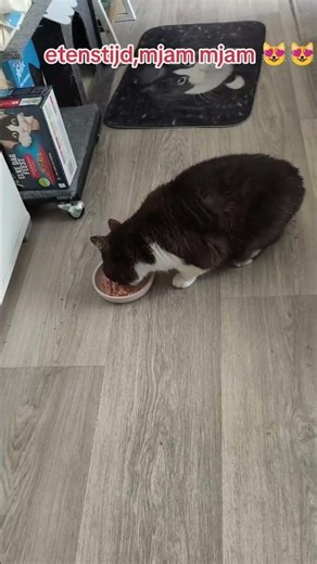 Muis geeft het voorbeeld, gewoon op de grond eten 😻