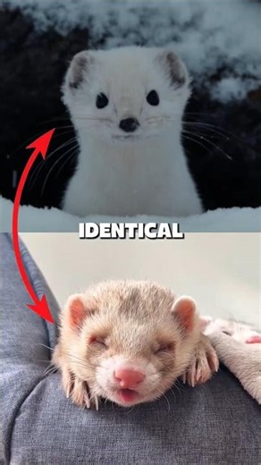 Ferret vs. Weasel: Cute or Cunning? #animals #facts #wildlife #amazing #shorts