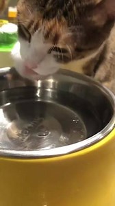 957K views · 9.2K reactions | 喝一杯貓草茶，順便讓貓咪刷牙吧 不愛喝水的貓咪也會愛上的貓草潔牙保健水醴✨...