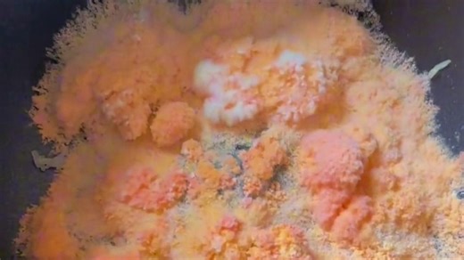 科普奇特物质之“小霉菌”，原来发霉的菌群也有人回收？