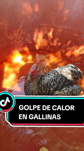 CRIADERO ROMAN on TikTok