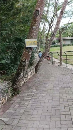 WHAT'S INSIDE CEBU SAFARI & ADVENTURE PARK #shortsfeed #philippines #cebucity #cebusafari #shorts