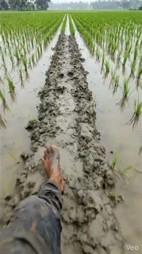POV: Walking Barefoot in Muddy Field 😌