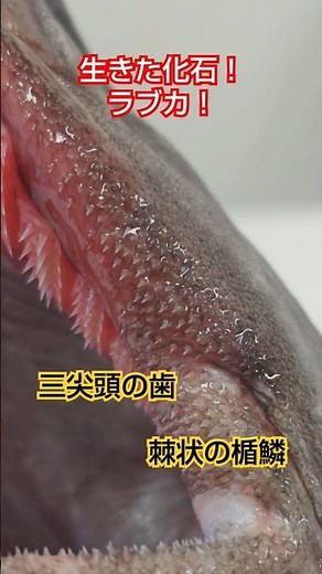 ラブカの魅力をみなさんに！ラブカ全部見る大作戦！鋭い歯と硬い棘状の鱗！深海ザメ！Frilled shark, Chlamydoselachus anguineus ≫ 加藤英明【公式】かとチャン
