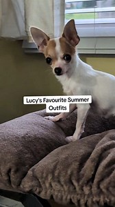 37K views · 2.3K reactions | Little Lucy putting on a fashion show  #tinybutmighty #dogsindresses #cute #dogs #dogreels | Frankie, Gus & Lucy | Facebook