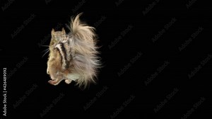 squirrel Dance CG fur. 3d rendering, animal realistic CGI VFX, Animation Loop, composition 3d mapping cartoon, Included in the end of the clip with Alpha matte.