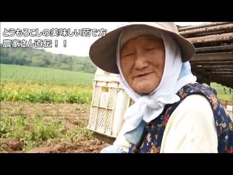 北海道の農家さん直伝！！とうもろこしの美味しい茹で方