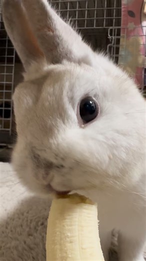 おもちくん おもちくん on Instagram: "Banana time 🍌🐰 Omochi the white rabbit enjoying a sweet treat. Gentle munching sounds, soft and relaxing 😌 白うさぎのおもち、バナナをむしゃむしゃ🍌 #rabbit #ASMR #bunny #banana #munchingsounds"