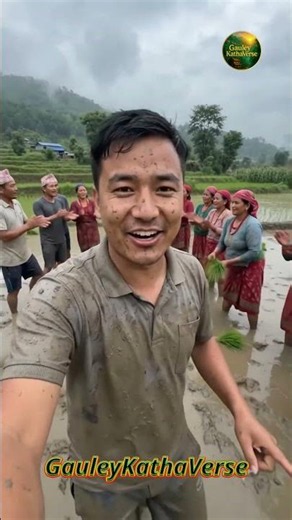🌾Asar 15 Dhan Ropai Festival🎊असार १५ राष्ट्रिय धान दिवसको रोपाइ🥳Asare Khet Ropai In Nepal🌱Dhan Diwas