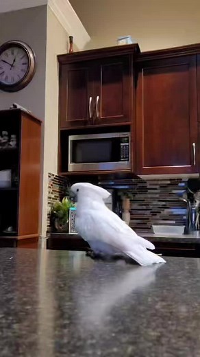 Penny the Cockatoo's Hilarious Food Reactions