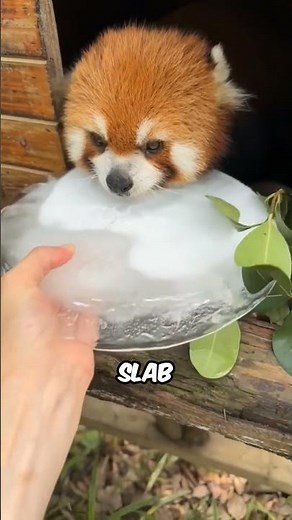 Why Red Pandas Go "Crazy" Without Ice #Animals #AnimalFacts