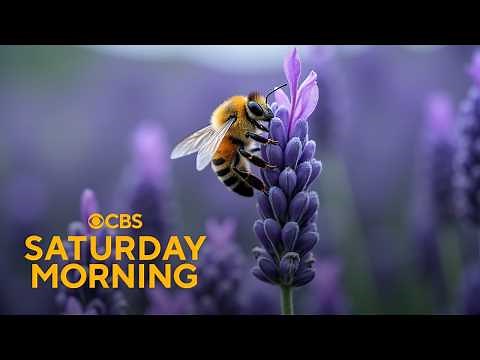 Bees and their impact on the environment