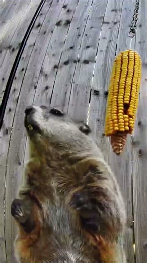 Diets for Groundhogs