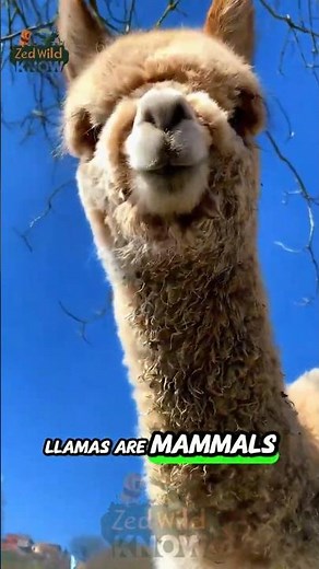 Llama Facts That Will Surprise You 🦙 | Fun Facts About Llamas By Zed Wild Know
