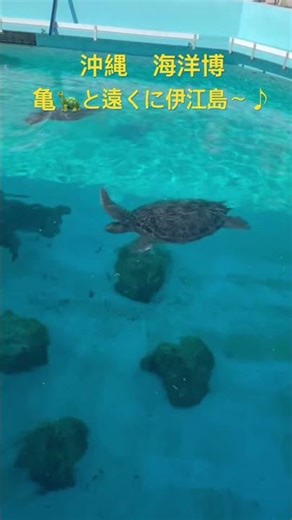 沖縄海洋博 亀🐢さんと遠くに伊江島〜♪キラキラ煌めく#沖縄#海洋博#亀#伊江島#海#癒し#太陽#キラキラ