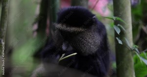 Golden monkeys in their natural habitat in the central African volcanic region