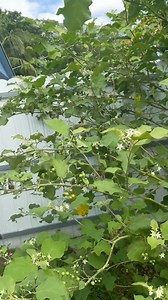 41K views · 231 reactions | (786) 991-3048 | Tati Vovo #1 | Facebook