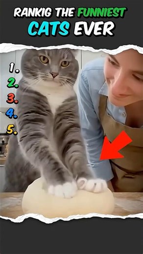 RANKIG THE FUNNIEST CATS EVER