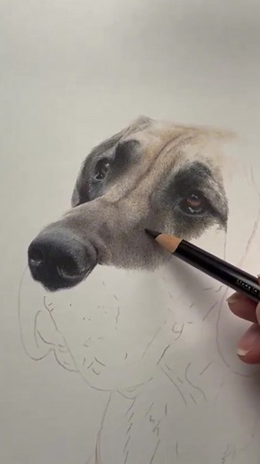 Learn to Draw a Realistic Great Dane