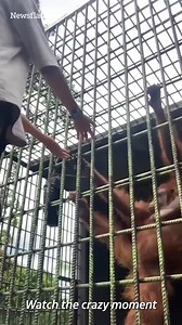 Shocking moment man is attacked by an orangutan after jumping over fence to taunt the animal | The Sun