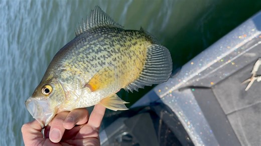 Water temps have reached the low to mid 50’s. Walleye and perch spawn are nearing the end. Walleye, crappie, and bass, are all biting! Here is this week’s Big Stone Lake fishing report. 😃🎣 | Lagoona Guide Service / Capt. Ryan Kelly