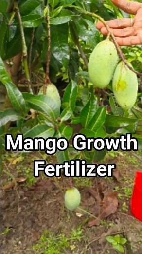 Mango growth fertilizer. #best #gardening #fertilizer.