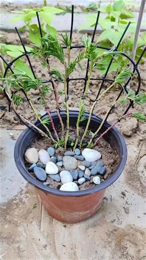 Techniques grow up beautiful Portulaca flower garden idea #portulacaflower